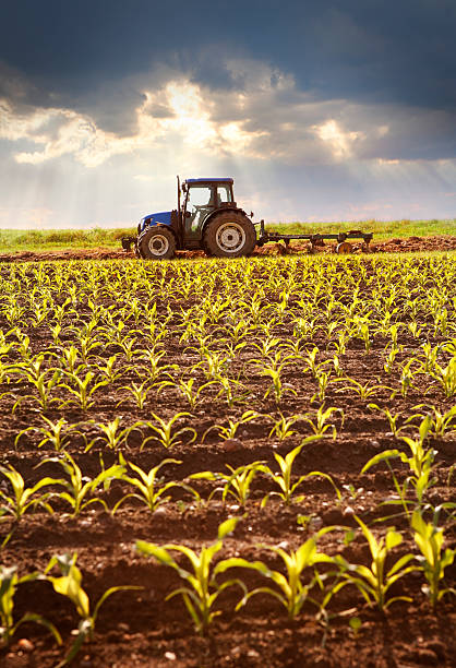 трактор работает в поле, в солнечный свет - cultivated land farm land plowed field стоковые фото и изображения