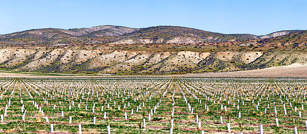 Recently planted citrus grove in Central California panorama Recently planted citrus grove in Central California with mountain range in the background. carrizo plain stock pictures, royalty-free photos & images