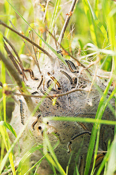istock Eastern Tent Caterpillars with Cocoon 475480294