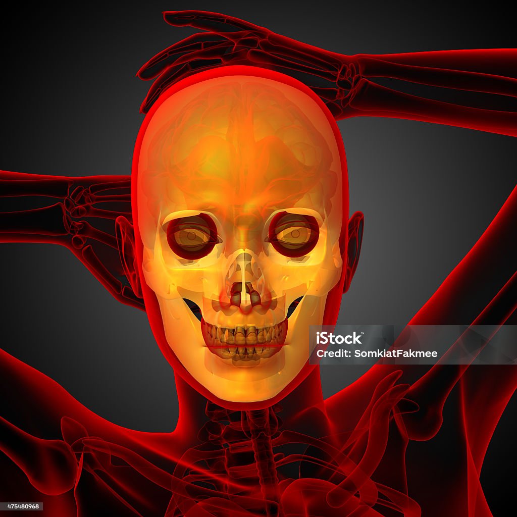 3d render medical illustration of the skull 3d render medical illustration of the skull - front view 2015 Stock Photo