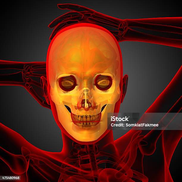 3d Render Medical Illustration Of The Skull Stock Photo - Download Image Now - 2015, Anatomy, Death