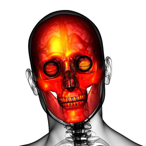 istock 3d render medical illustration of the skull 475481026