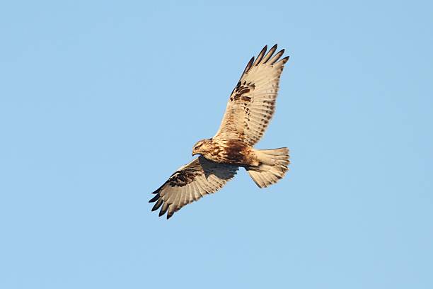 jogo-pernas (buteo lagopus) - - rough legged hawk bird of prey hawk animals in the wild imagens e fotografias de stock