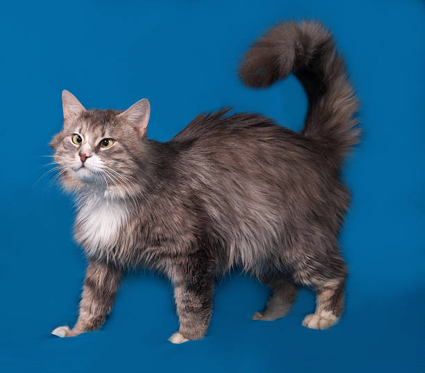 istock Fluffy gray cross-eyed cat goes on blue 475481478