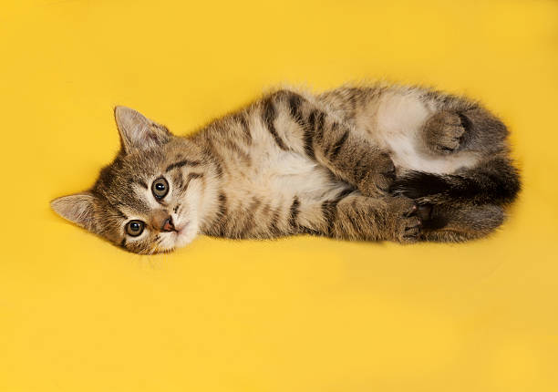 istock Tabby kitten lies on yellow 475481628