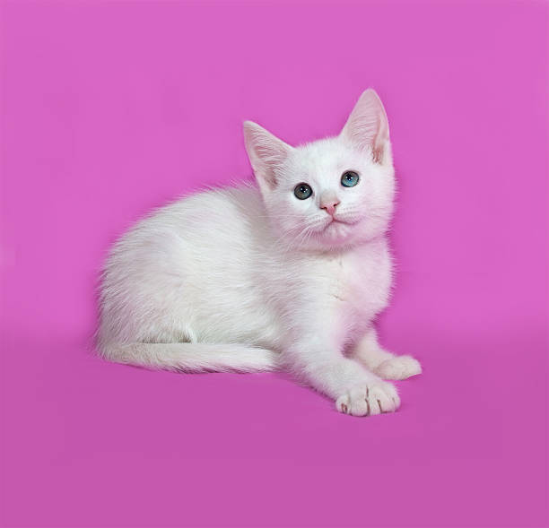 istock Fluffy white kitten lies on pink 475481642
