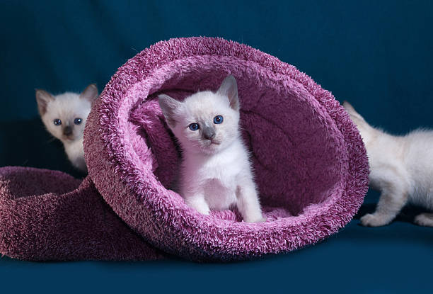 istock Thai white kittens in nest on blue 475481650