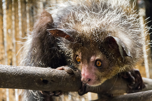The aye-aye (Daubentonia madagascariensis), a beautiful nocturnal lemur in Madagascar
