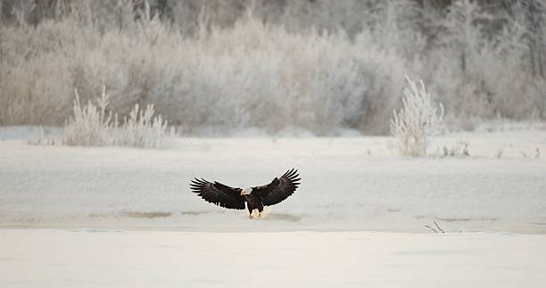 odbicie bald eagle - haines zdjęcia i obrazy z banku zdjęć