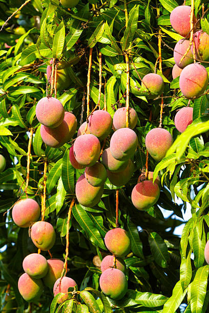 istock Tropical fruits - ripe mangoes growing on tree 475482921