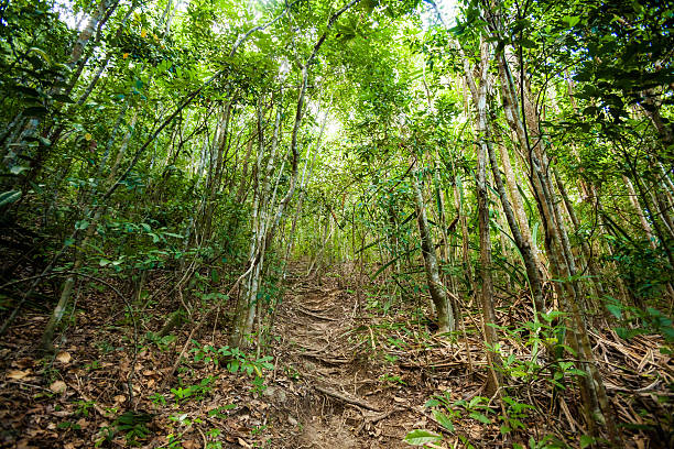 istock Jungle trekking on Koh Phangan 475484306