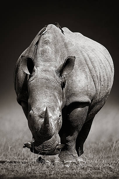 istock White Rhinoceros  in due-tone 475484842