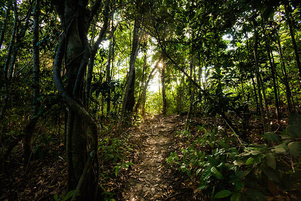 istock Jungle trekking on Koh Phangan 475484988