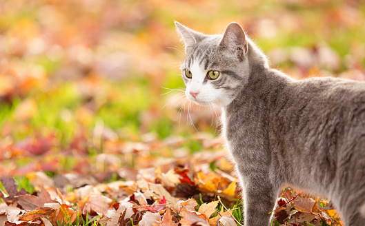Grey striped tabby cat looking away. This pet has a white patch of fur on his front and face. Cat is standing outdoors on colorful autumn leaves and grass. His ears are up. High resolution color photograph with horizontal composition. Room for your copy on left of image.