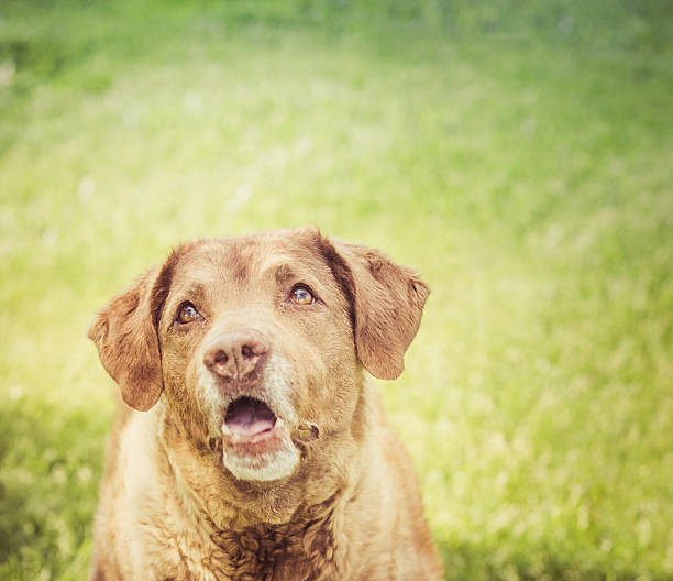 istock Chesapeake Bay Retriever looking up and away 475485556
