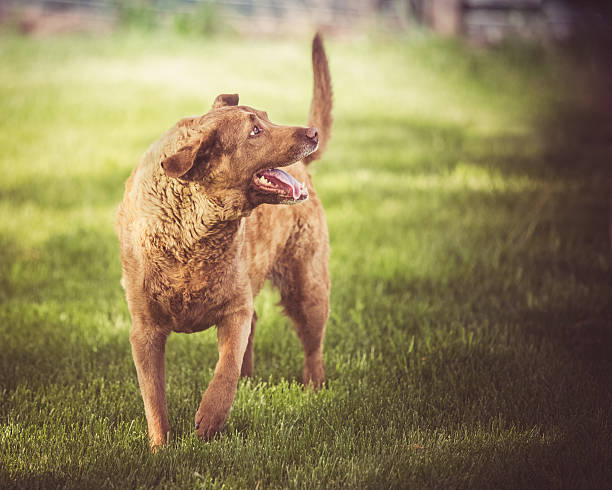 チェサピークベイレトリーバー犬に立って微笑む芝生まで - dog tail shaking retriever ストックフォトと画像