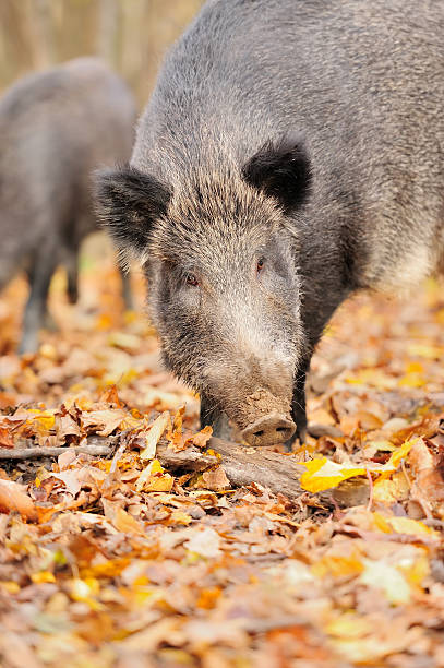 istock Wild boar in autumn forest 475485993