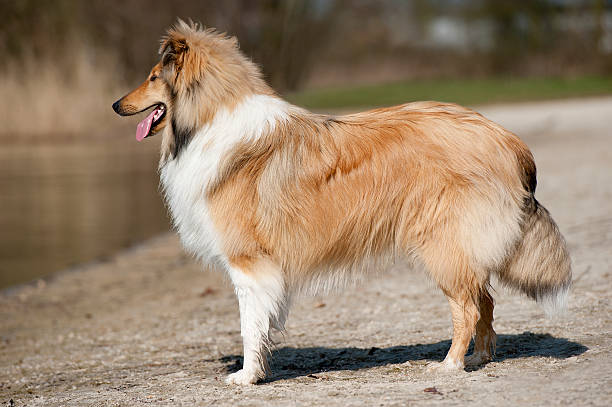 istock Scotch Collie standing on the beach 475486095