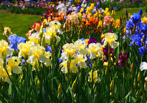 Horizontal view of iris garden. For more of my flowers (CLICK HERE)