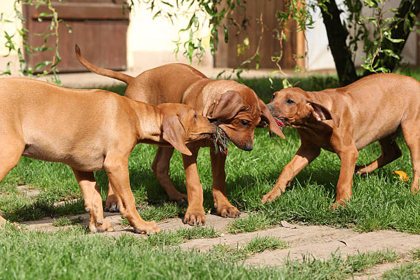 istock Adorable puppies playing with toys 475486429