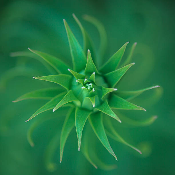 istock Green plant close up. Square image. 475486758
