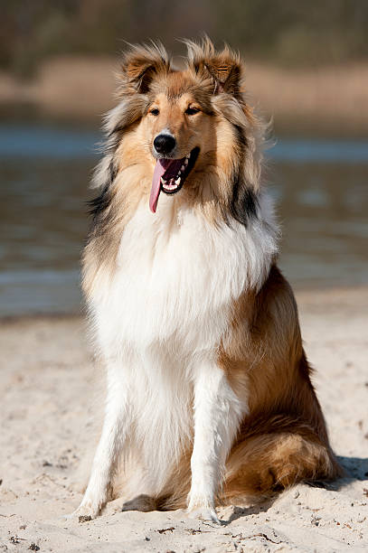 istock Scotch Collie is sitting on the beach 475488179