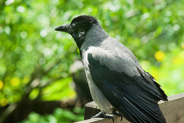 istock Raven sitting on a gray fence 475489870