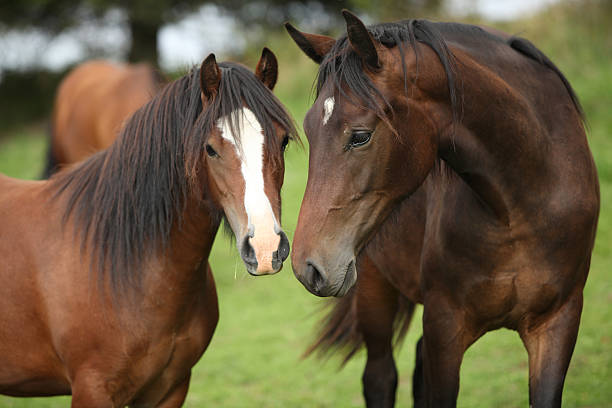 istock Beautiful brown horses on pasturage 475490239