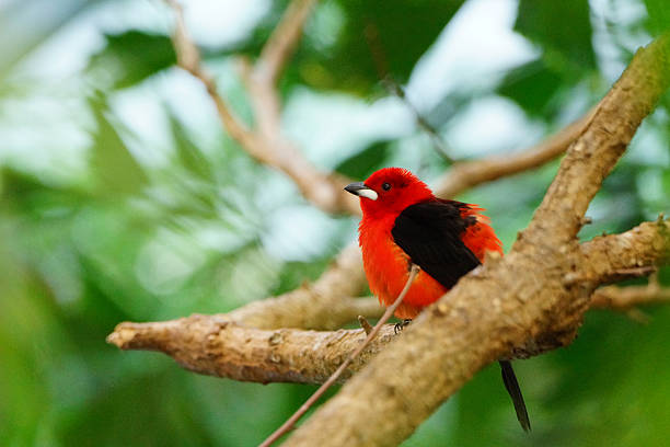 istock Beautiful flame red tanager brazil bird 475490338