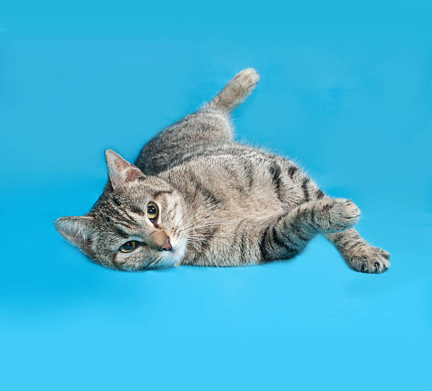 istock Gray striped cat lies on blue 475490436