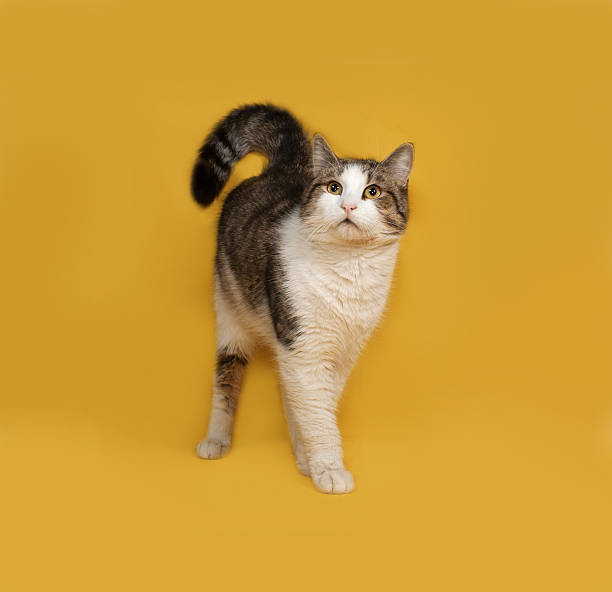 istock White and striped fluffy cat standing on yellow 475490444