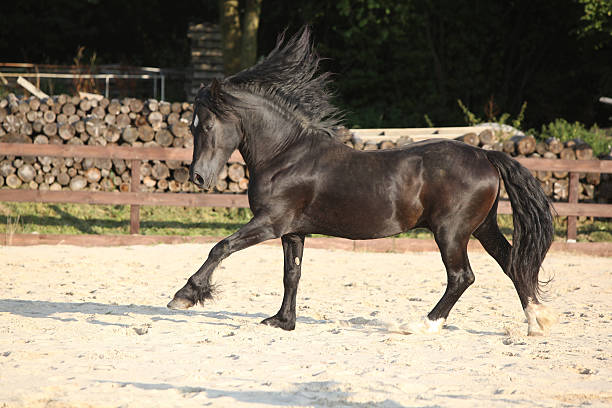 istock Gorgeous brown welsh cob running 475490457
