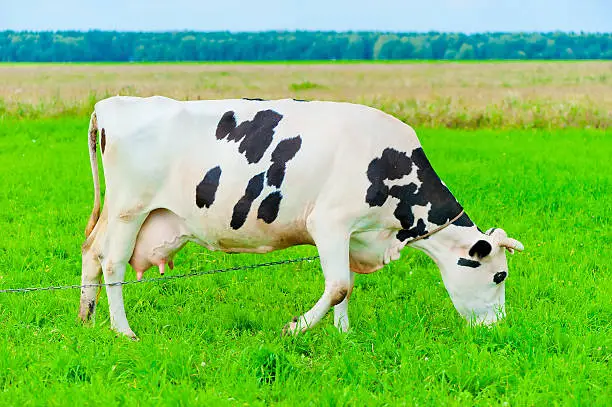 cow on a leash eats juicy grass