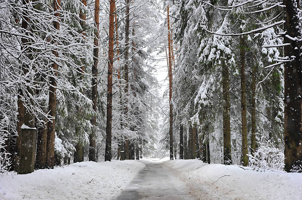 gehweg im winter schnee wald - winterroad stock-fotos und bilder