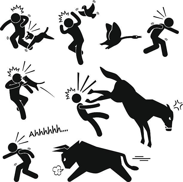 Domestic Animal Attacking Hurting Human Stick Figure Pictogram Icon A set of human pictogram representing domestic animals (dog, bird, goose, cat, horse, and bull) attacking human. mean dog stock illustrations