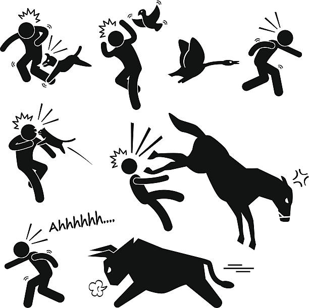 Domestic Animal Attacking Hurting Human Stick Figure Pictogram Icon A set of human pictogram representing domestic animals (dog, bird, goose, cat, horse, and bull) attacking human. angry cat silhouette stock illustrations