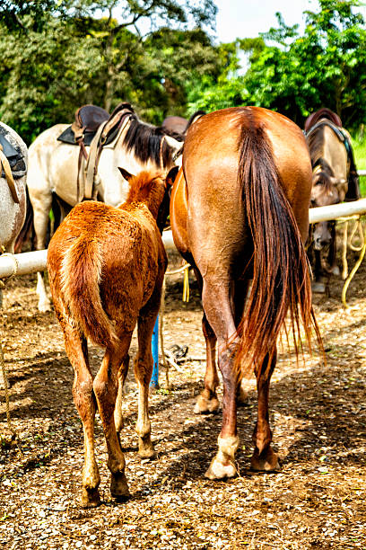 istock Horse and foal 475491695