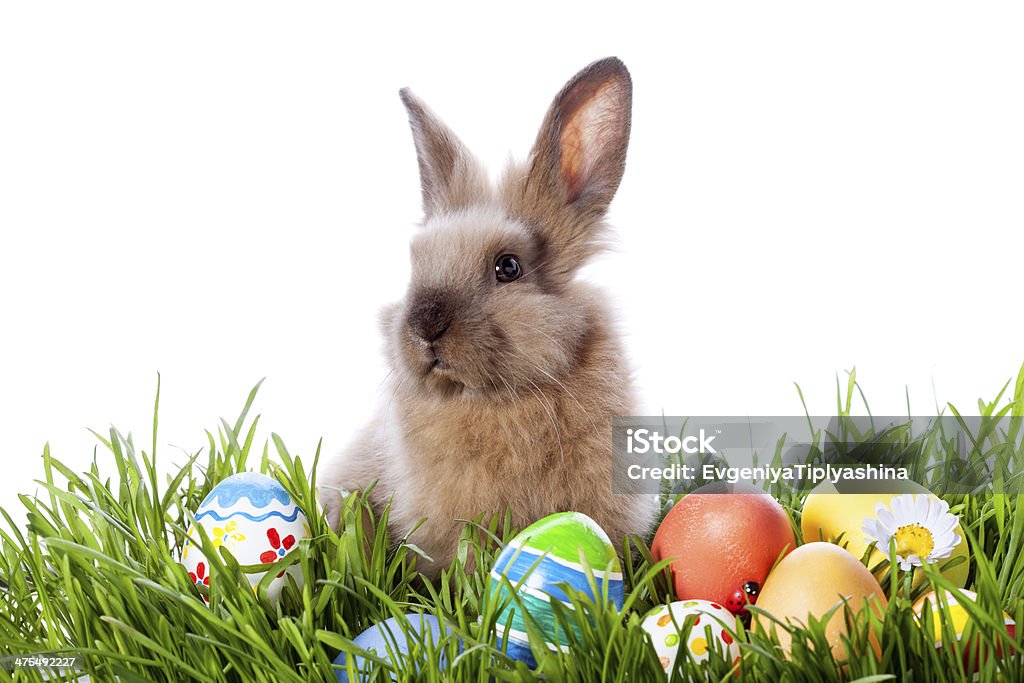 bunny and Easter eggs Easter bunny and Easter eggs on green grass Animal Stock Photo