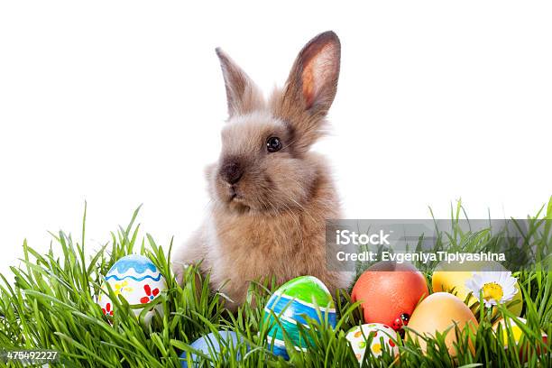 Bunny And Easter Eggs Stock Photo - Download Image Now - Animal, Backgrounds, Cute