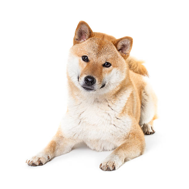 istock Shiba Inu isolated on a white background 475492854