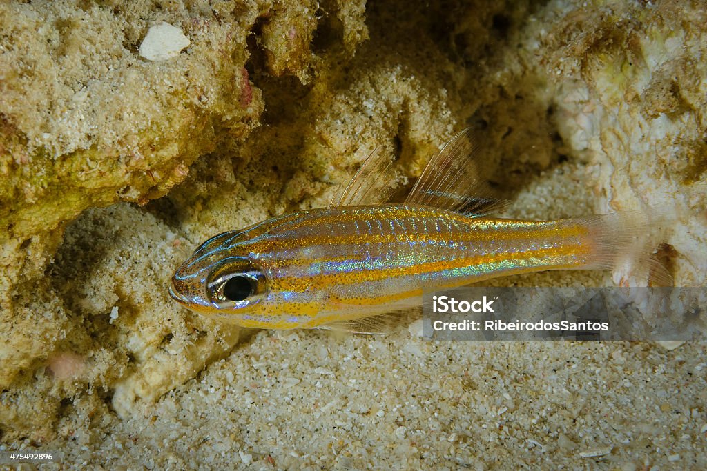 Yellowstriped Cardinalfish Ostorhinchus cyanosoma, hiding Yellowstriped Cardinalfish (Ostorhinchus cyanosoma) side position. Photo taken in Meno Wall, Gili Meno, Indonesia. 2015 Stock Photo