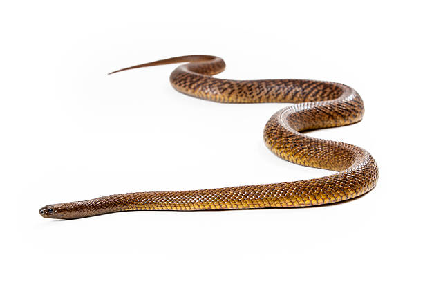 Oxyuranus microlepidotus, also known as Inland taipan, known as the world's most venomous and deadly snake found in central east Australia. Isolated on white.