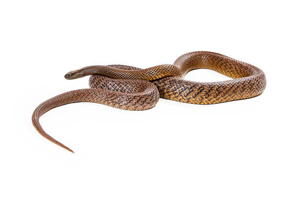 Oxyuranus microlepidotus, also known as Inland taipan, known as the world's most venomous and deadly snake found in central east Australia