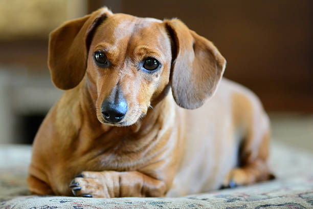 미니어처닥스훈트 - miniature dachshund 뉴스 사진 이미지