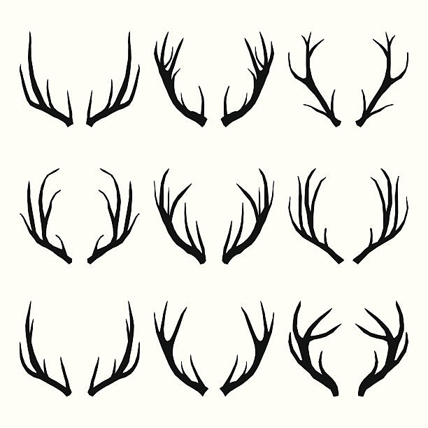 ilustraciones, imágenes clip art, dibujos animados e iconos de stock de vector colección de los cuernos de ciervos - stags horn