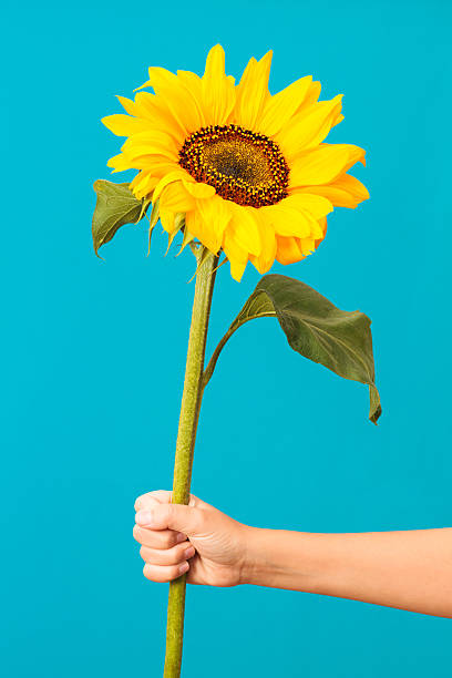 istock Sunflower in the hand 475497346