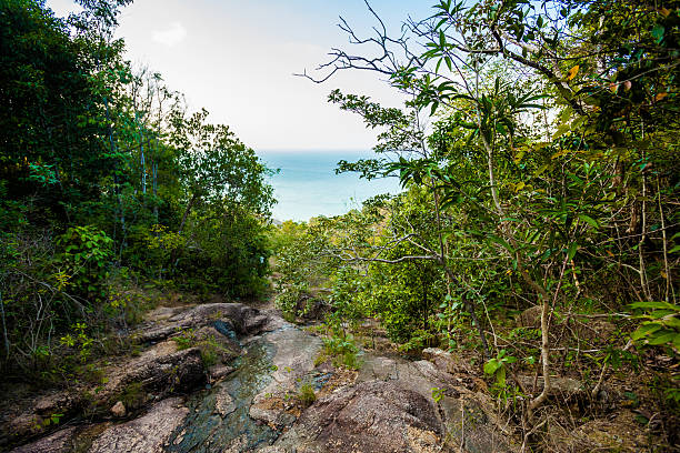 istock Jungle trekking on Koh Phangan 475497500