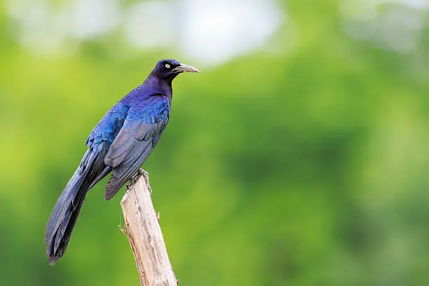 Photo of Great-tailed Grackle