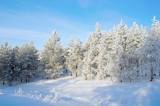 istock Pines snow covered on the mountain 475500439