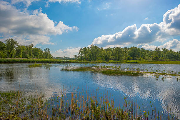 istock The shore of a sunny lake in spring 475500592